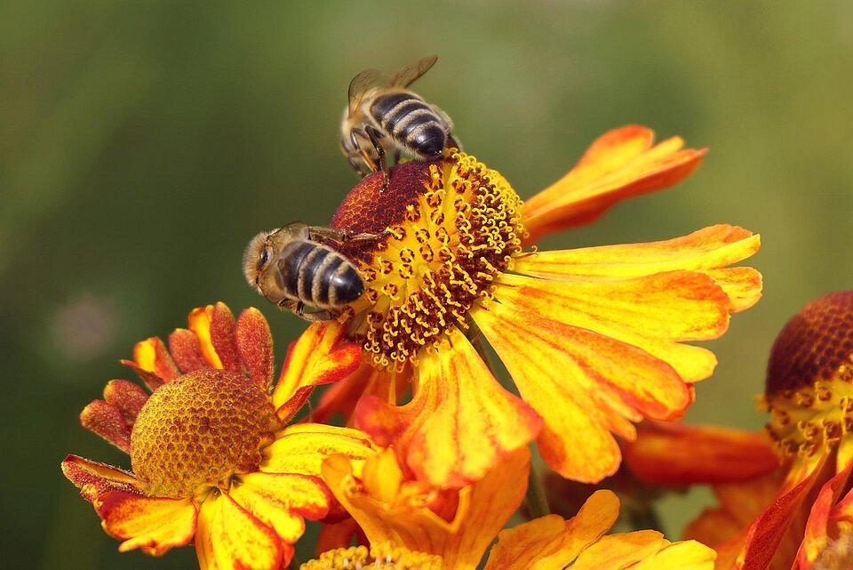S čebelami do zananja_čebela na rumenem cvetu